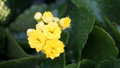 Yellow Kalanchoe - 2.5" Pot - In Bud and Bloom / Easy House Plant
