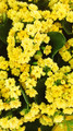 Yellow Kalanchoe - 2.5" Pot - In Bud and Bloom / Easy House Plant