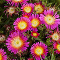 Delosperma WOW® Hot Pink Wonder Ice Plant - Live Plant - Gallon Pot