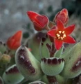 Rare Bear Paw Succulent - Cotyledon tomentosa - 2.5" Pot
