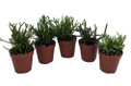 Drunkard's Dream Cactus/Spice Cactus - Rhipsalis - 5 Pack - 2" Pots
