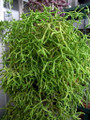 Drunkard's Dream Cactus/Spice Cactus - Rhipsalis - 5 Pack - 2" Pots