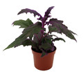 Purple Passion Plant - 2.5" Pot - Gynura - Indoors