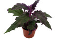 Purple Passion Plant - 2.5" Pot - Gynura - Indoors