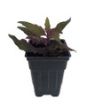 Purple Passion Plant - 2.5" Pot - Gynura - Indoors