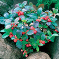 Cherry Berries Wintergreen Plant- Gaultheria -Teaberry- Aromatic Leaves-2.5" Pot