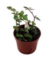 Bolivian Pink Jewel -Turtle Vine - Inch Plant - Callisia Repens Var. - 2.5" Pot