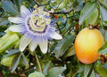 Edible Passion Vine Plant - 4" Pot - Passiflora caerulea - Exotic!