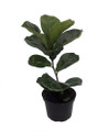 Bambino Dwarf Fiddleleaf Fig Tree - Ficus - 6" Pot - Great Indoor Tree