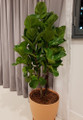 Bambino Dwarf Fiddleleaf Fig Tree - Ficus - 6" Pot - Great Indoor Tree