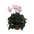 Victoria Persian Violet - Cyclamen - House Plant - 2.5" Pot