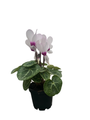 Victoria Persian Violet - Cyclamen - House Plant - 2.5" Pot