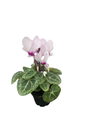 Victoria Persian Violet - Cyclamen - House Plant - 2.5" Pot