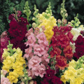 Madame Butterfly Mix Snapdragon Seeds - 35 Seeds