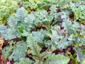 Lacinato Rainbow Kale - 50 Seeds