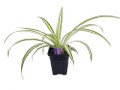 Hirt's Ocean Spider Plant - Cleans the Air - NEW - 3.5" Pot
