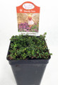 Wine & Roses Thyme - 2.5" Pot - Herb, House Plant, Fairy Garden Plant, Outdoors
