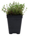 Wine & Roses Thyme - 2.5" Pot - Herb, House Plant, Fairy Garden Plant, Outdoors