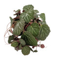 Strawberry Begonia Plant - 4" Pot - Saxifraga - Easy House Plant