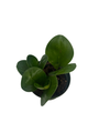 Green Baby Rubber Tree - Peperomia obtusifolia - 4" Pot