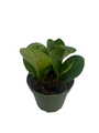 Green Baby Rubber Tree - Peperomia obtusifolia - 4" Pot