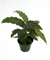 Velvet Peacock Plant - Calathea rufibarba - Collector's Series - 4" Pot