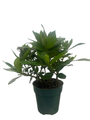 Corsage Gardenia Plant - Gardenia jasminoides - 4" Pot