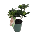 Corsage Gardenia Plant - Gardenia jasminoides - 4" Pot