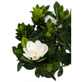 Corsage Gardenia Plant - Gardenia jasminoides - 4" Pot