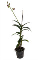 Dendrobium Orchid - 4" Pot - Assorted Colors