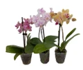 Assorted Moth Orchid Plants - Phalaenopsis -  3 Pack in 2" Pot - Easy House Plant