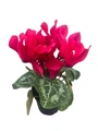 Dark Pink Persian Violet - Cyclamen - House Plant - 2.5" Pot