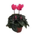 Dark Pink Persian Violet - Cyclamen - House Plant - 2.5" Pot