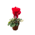 Red Persian Violet - Cyclamen - House Plant - 2.5" Pot