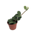 Hope Peperomia - Easy Houseplant - 2.5" Pot