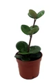 Hope Peperomia - Easy Houseplant - 2.5" Pot
