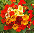 Nasturtium - Jewel Mix - 30 Seeds