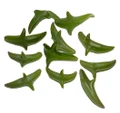 RARE - String of Dolphins Succulent - Senecio peregrinus -2.5" Pot