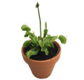 Hirt's Large Venus Fly Trap Plant - Dionaea - 3" Clay Pot for Better Growth