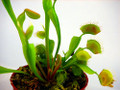 Hirt's Large Venus Fly Trap Plant - Dionaea - 3" Clay Pot for Better Growth