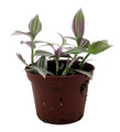 Lavender Tradescantia fluminensis - 2.5" Pot - Trailing House Plant