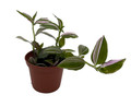 Lavender Tradescantia fluminensis - 2.5" Pot - Trailing House Plant