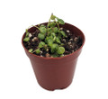 String of Turtles -2" Pot -Peperomia prostrata-Terrarium/Fairy Garden/Houseplant