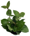Chelsea Wax Plant - Hoya Carnosa - Great House Plant - 4" Pot