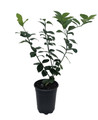 Thornless Key Lime Tree - 5" Pot -Fruiting Size-Key Lime Pie
