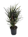 Picasso's Paintbrush Croton - 4" Pot - Colorful House Plant - Collector's Series