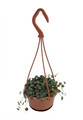 String of Hearts - Peperomia prostrata - 4" Mini Hanging Basket
