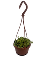 String of Hearts - Peperomia prostrata - 4" Mini Hanging Basket