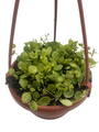 String of Hearts - Peperomia prostrata - 4" Mini Hanging Basket