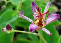 Gilt Edge Toad Lily - Tricyrtis formosana - Shade - 2.5" Pot